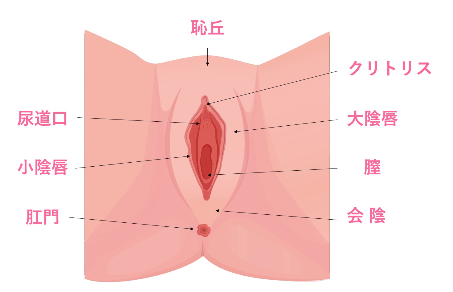 女性の尿道はどこにある？位置関係の真実と見えない理由を徹底解説