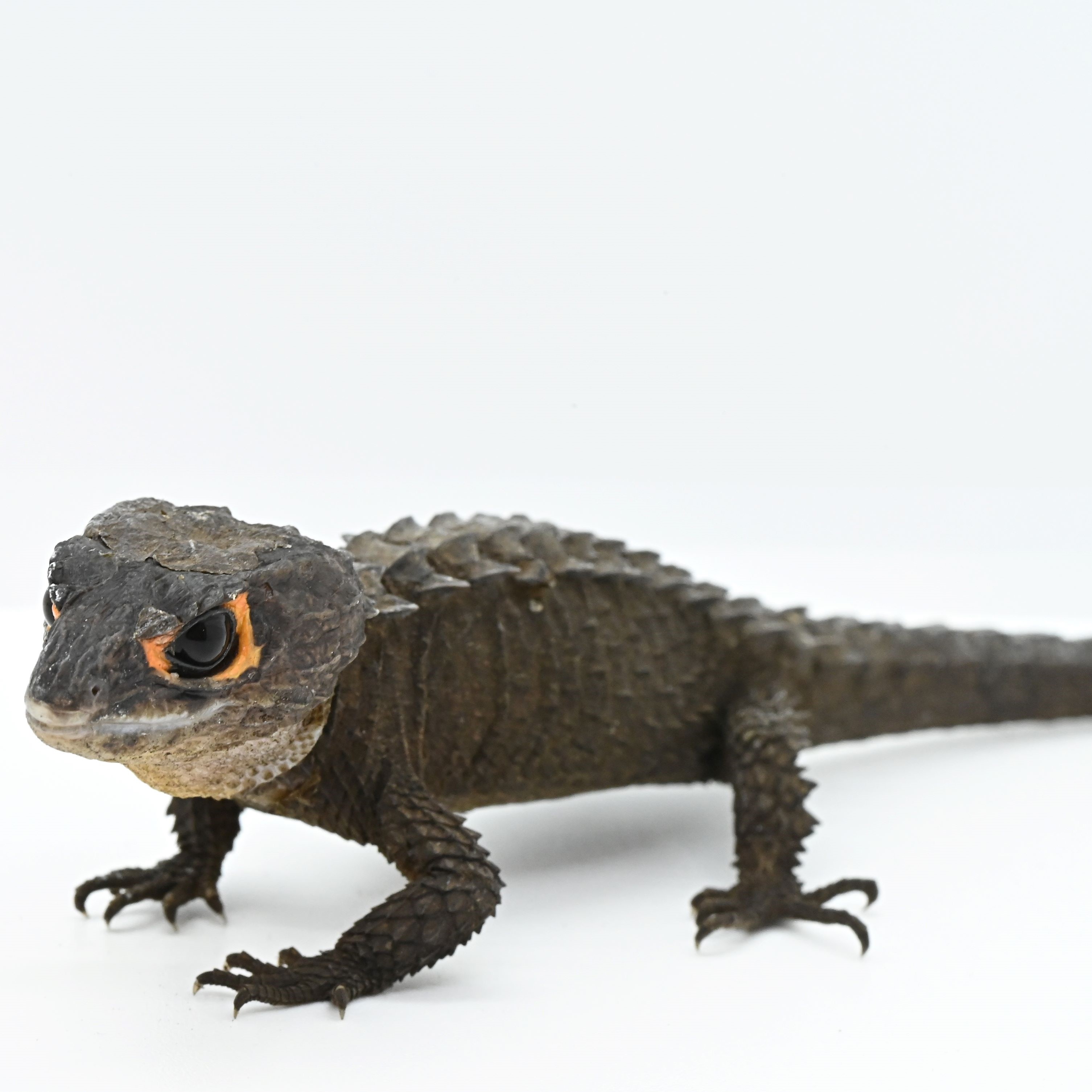 アカメカブトトカゲ飼育の落とし穴とは？失敗しない育て方をプロが徹底解説