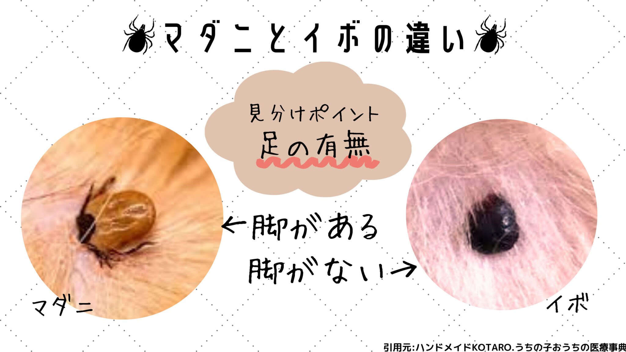 マダニ刺され症例画像集！虫刺されの見分け方と最新の安全除去法