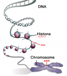 【プロフィール】 Dna と 染色体 の 違い 最新写真集＆動画まとめ #837
