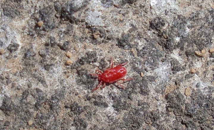 【2026年最新】春のベランダに出没する「謎の赤虫」の正体は？潰すと危険な理由とプロが教える最強防虫術