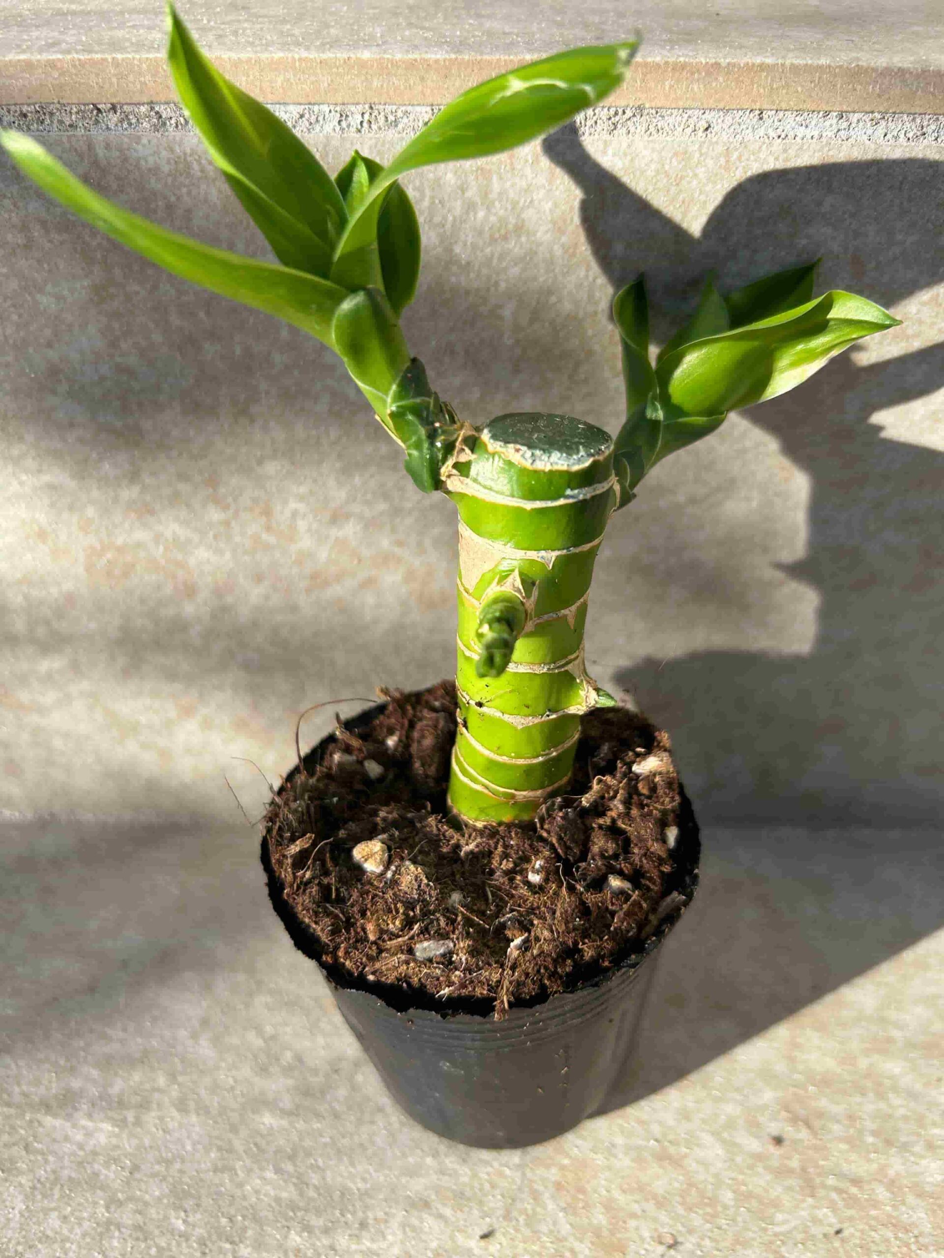 キングバンブーの育て方完全ガイド｜葉が黄色くなる原因と枯らさない秘訣