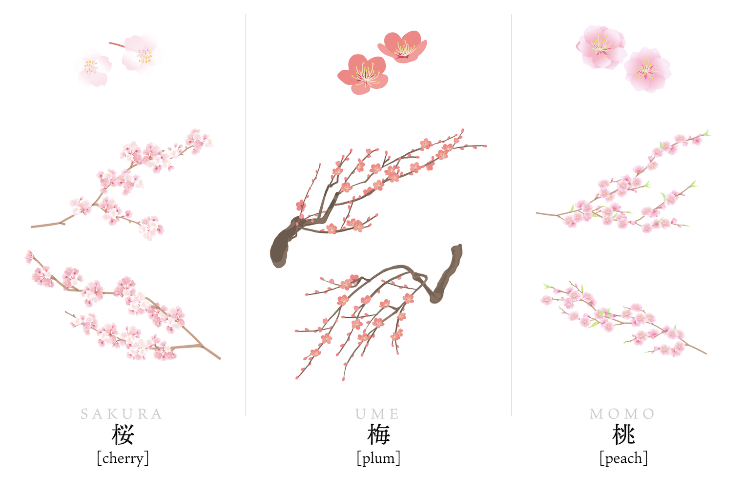 梅と桜の見分け方完全解説！花びらと幹の模様で一瞬判別する鑑賞術
