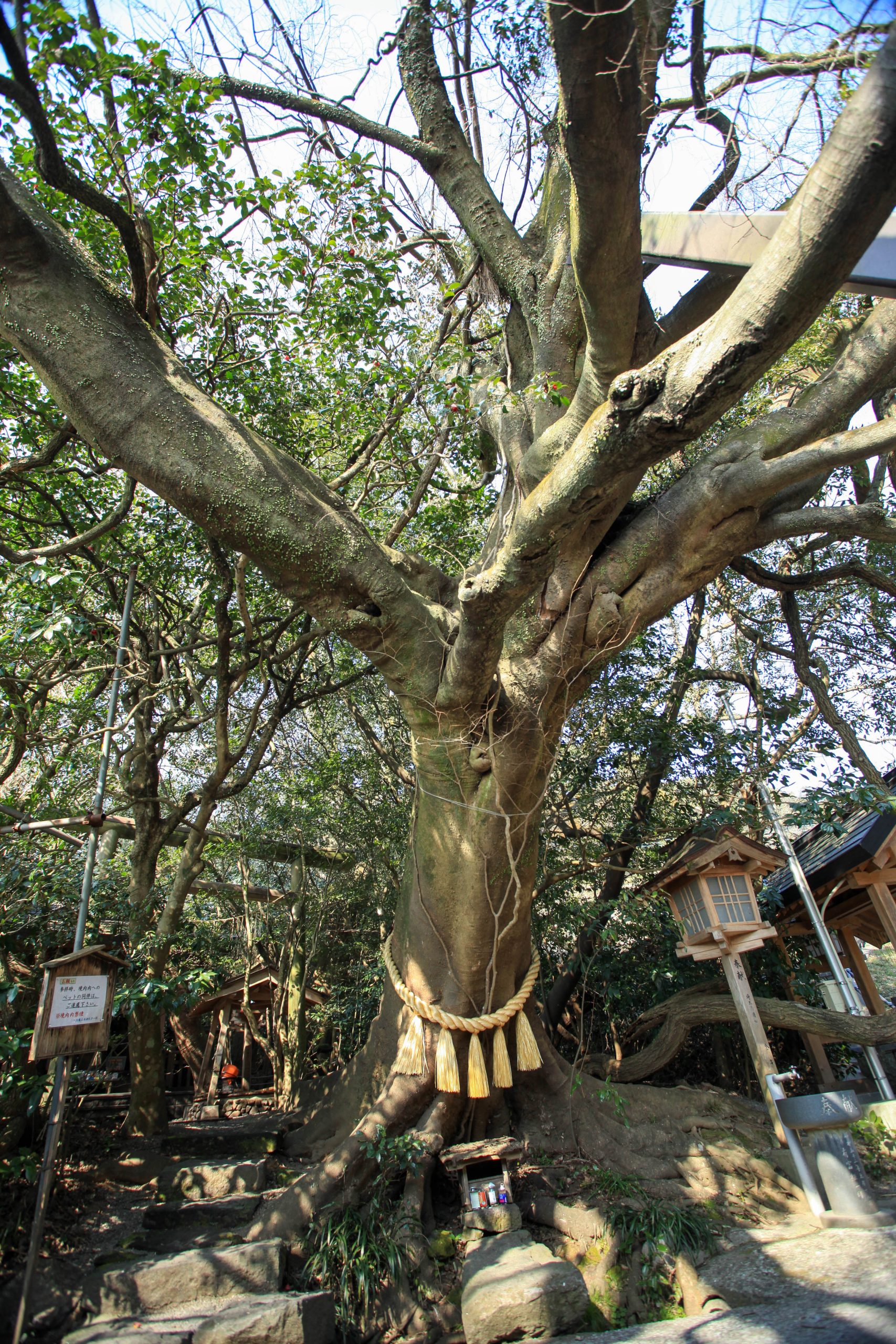 八大龍王神社の奇跡とご利益の真相！高千穂・熊本の聖地徹底解剖