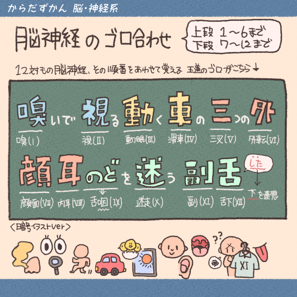 手足の麻痺や痙縮なぜ？錐体路障害の兆候と原因・鑑別ポイント徹底解剖