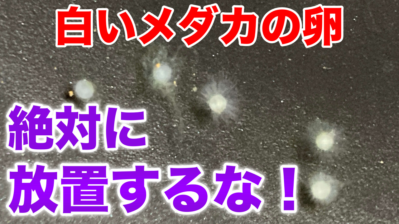メダカの卵が白い原因とは？無精卵の見分け方と水カビ全滅を防ぐ救出術
