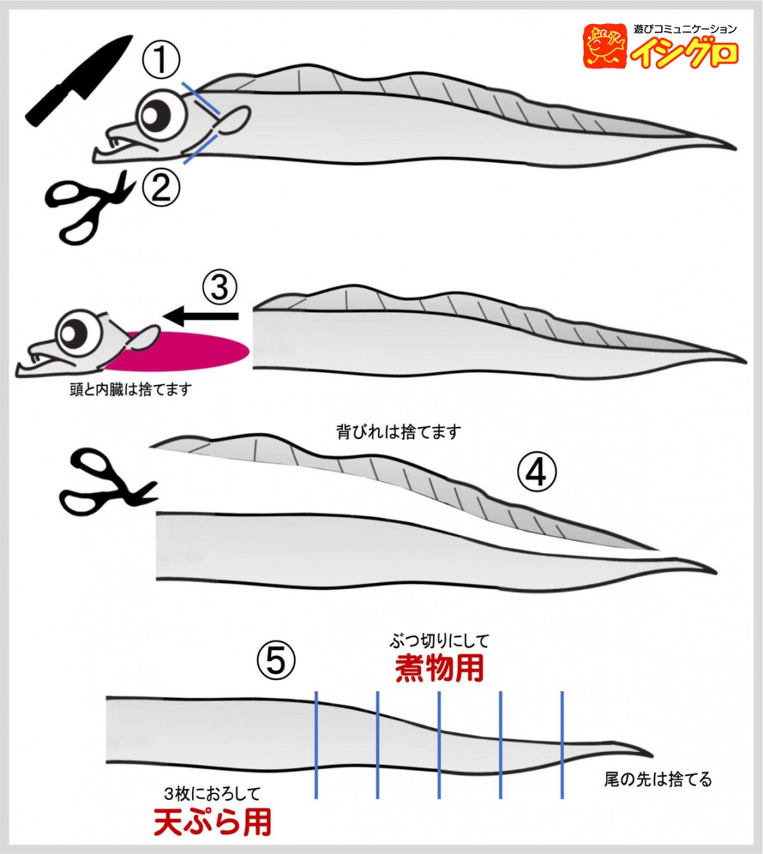 太刀魚のさばき方決定版！ハサミと大名おろしで誰でも極上刺身に