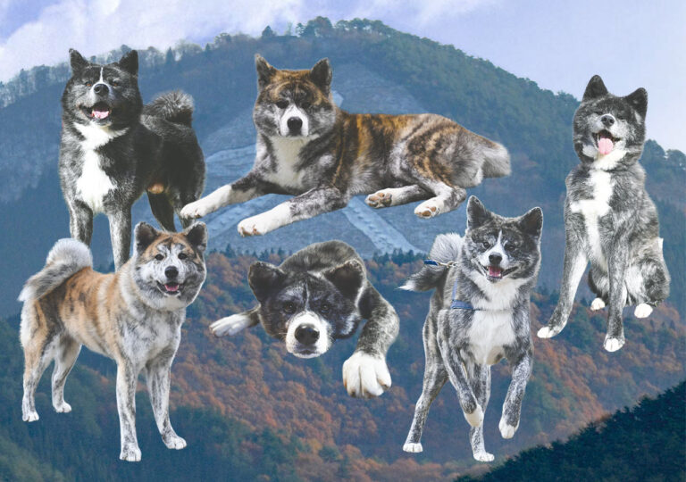 なぜ熊犬に虎毛が多いのか？山林の迷彩効果と最強猟犬が宿す生存戦略