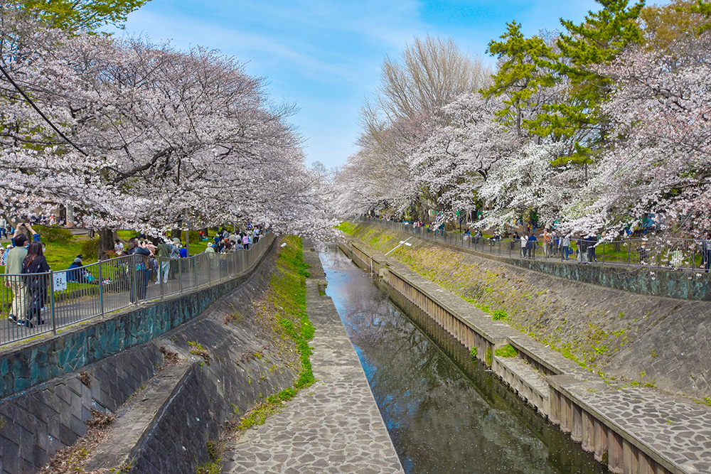 都市の激甚化する気象に立ち向かう「緑の盾」——2026年、善福寺川が拓く気候変動時代の都市防災と自然共生