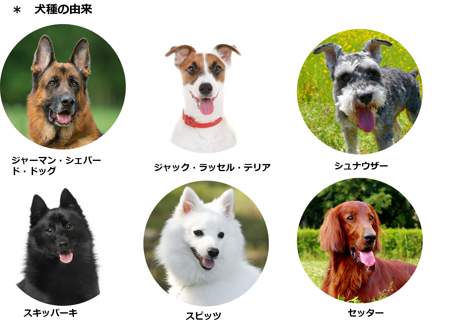 犬のカビ皮膚病を見極める症例特徴と円形脱毛の治療法・費用解説