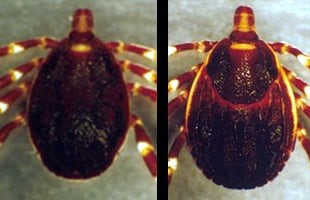 【Wiki風】 クリミア コンゴ 出血 熱 2026年最新芸能速報 #634