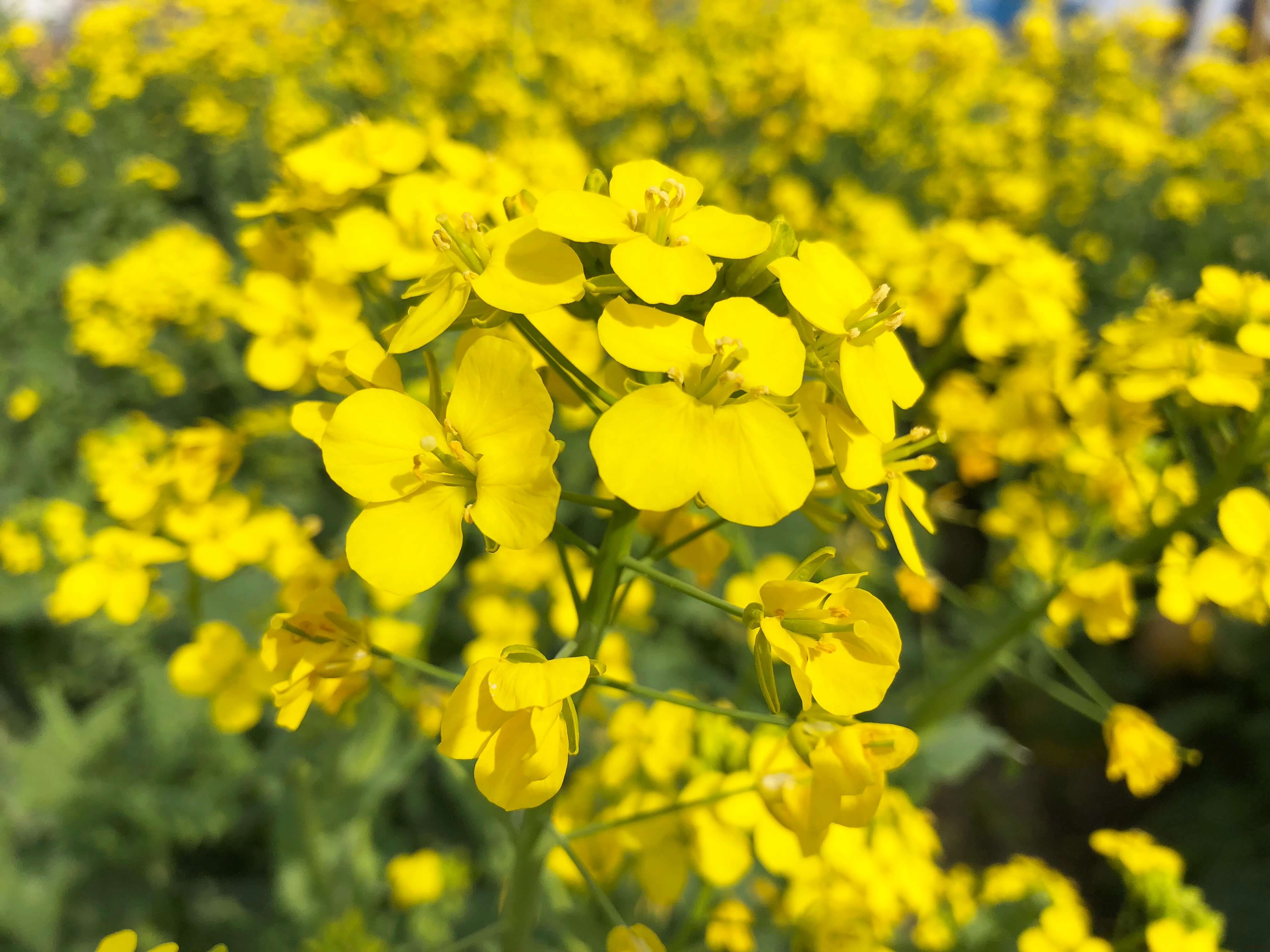 菜の花の花言葉は怖い？不吉な噂の真相と失敗しない贈り方【2026】