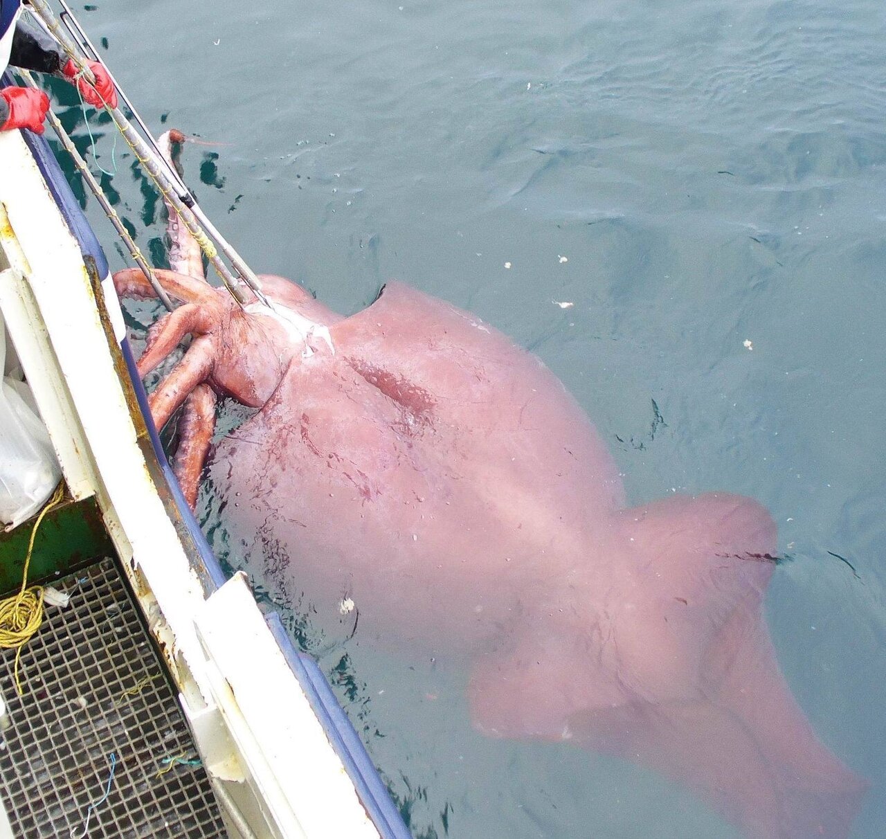 南極深海の怪物ダイオウホウズキイカの真実｜ダイオウイカとの違いを解剖