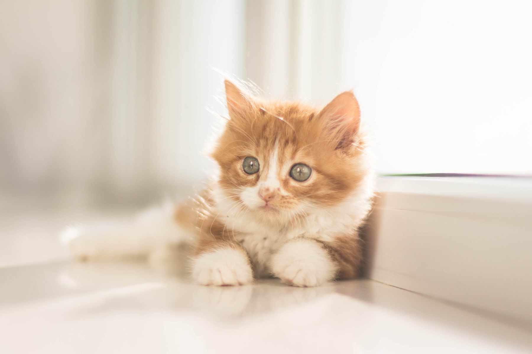 猫が圧倒的にかわいい科学的理由｜人間を魅了する仕草と癒やしの真相