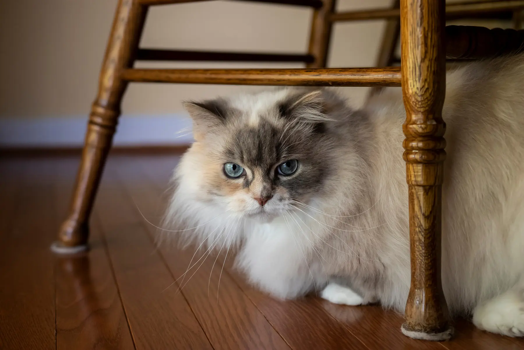 ミヌエット成猫の真実｜大きさ・性格の変化と後悔しない飼育全知識