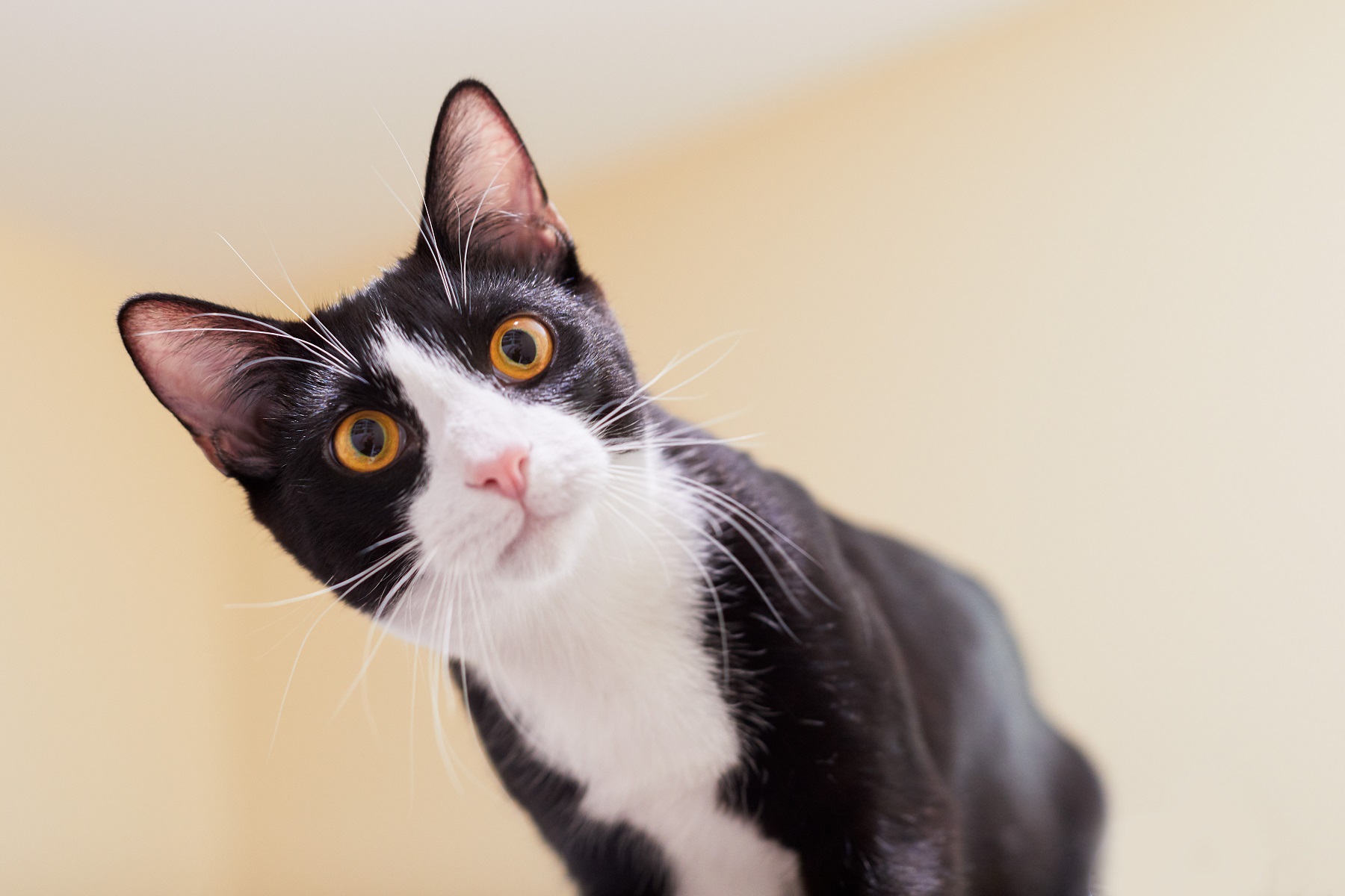 なぜ日本猫のハチワレは愛される？縁起が良い理由と性格の真相を徹底解説