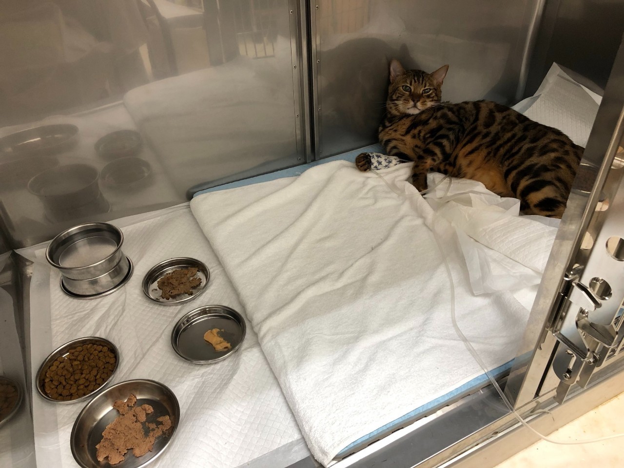 「猫は高い所から落ちても平気」の嘘！転落死亡事故の真相と防止策