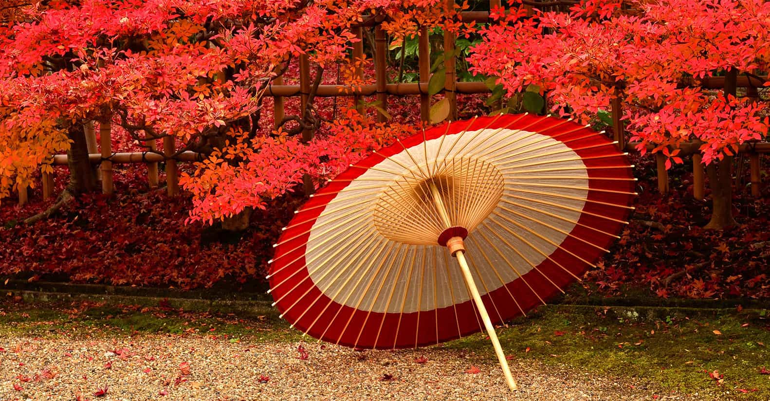 番傘とは？蛇の目傘との決定的な違いと職人技が紡ぐ伝統工芸の真価