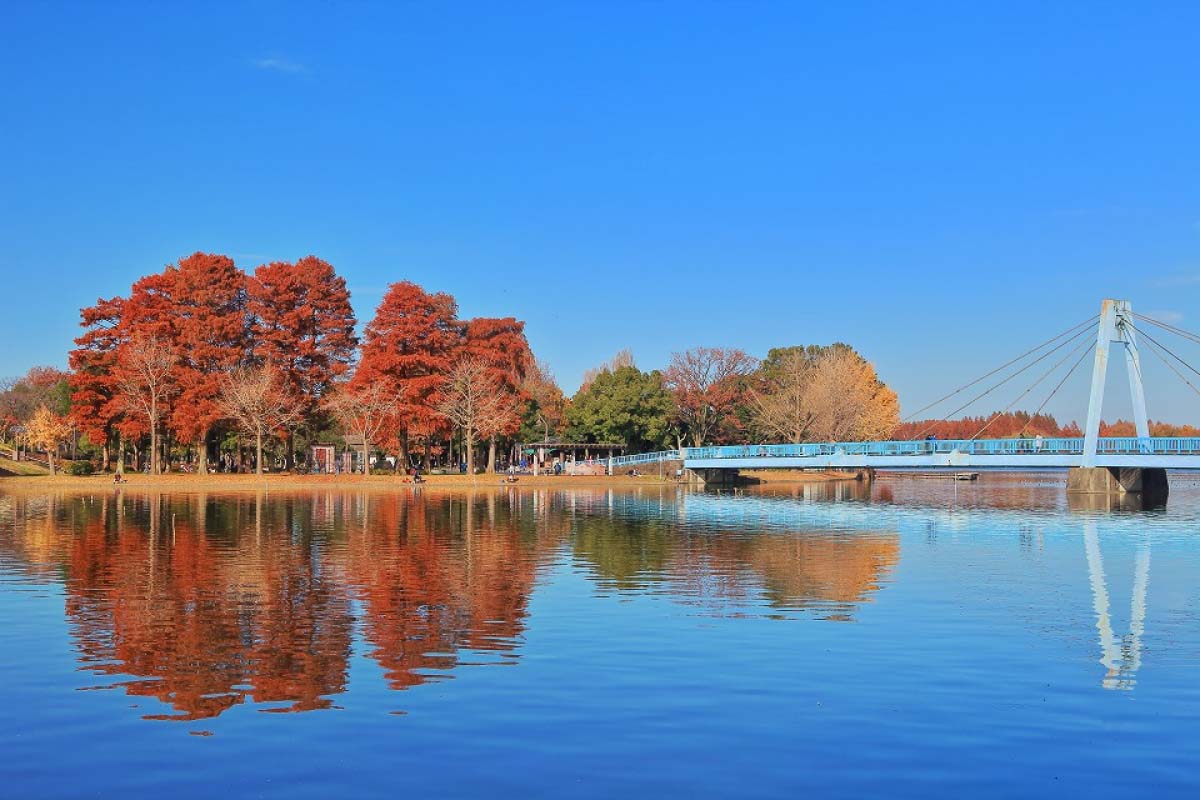 水元公園の真価と混雑の真相！絶景と治水史が紡ぐ水郷の歩き方