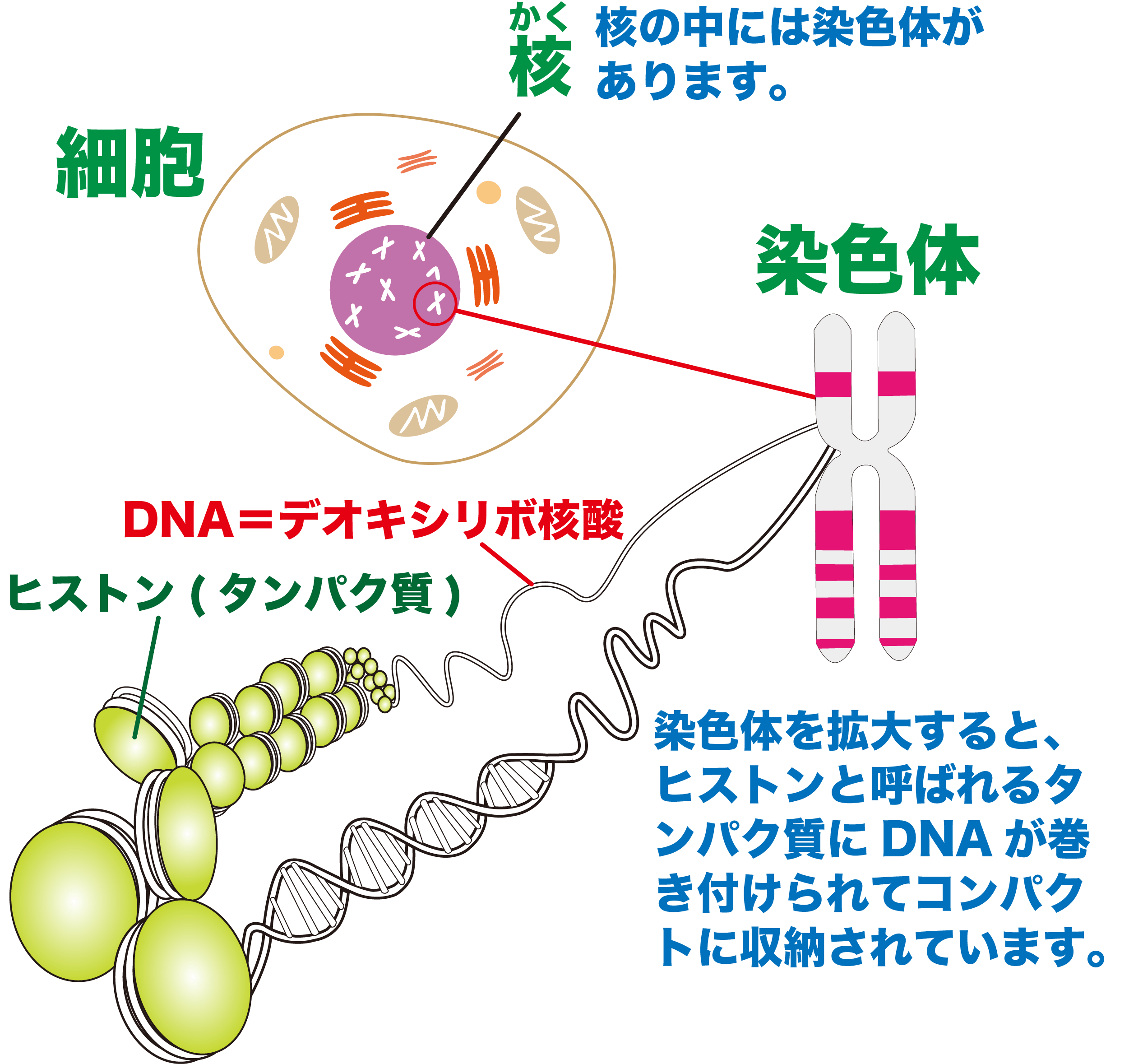 Dna・染色体・遺伝子の違いとは？混同しやすい3大概念を徹底解説