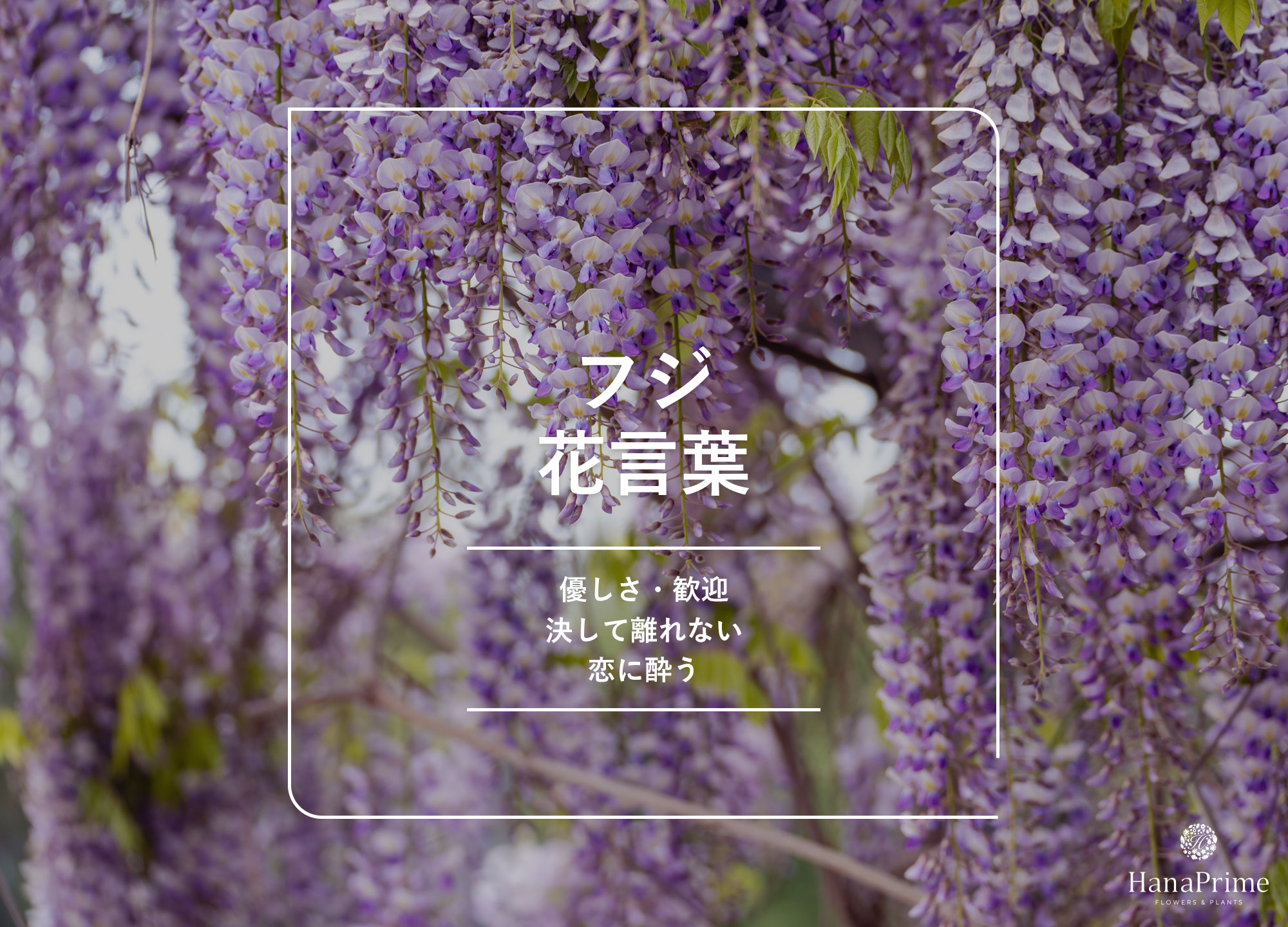 藤の花言葉は怖い？「決して離れない」の真相と色別の意味・贈り物マナー