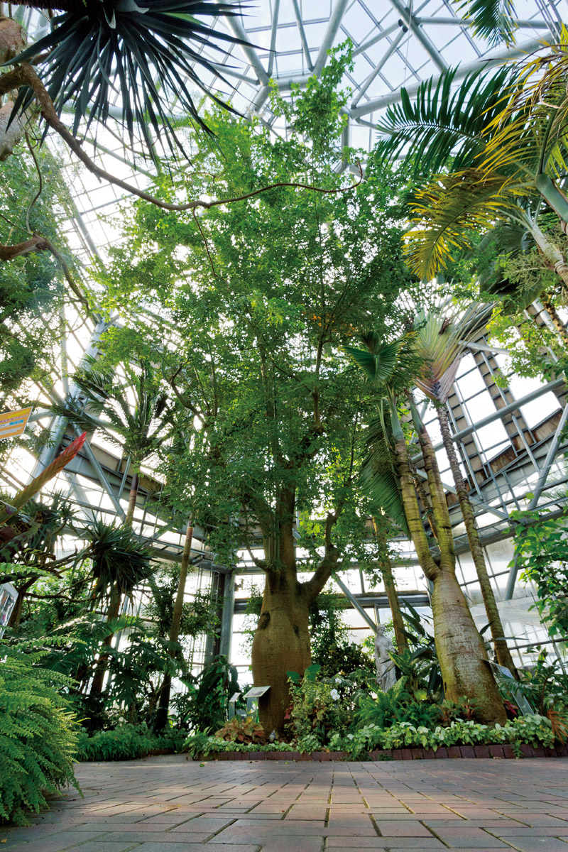 赤塚植物園の見どころ・開花状況2026｜入園料やランチ情報まで網羅