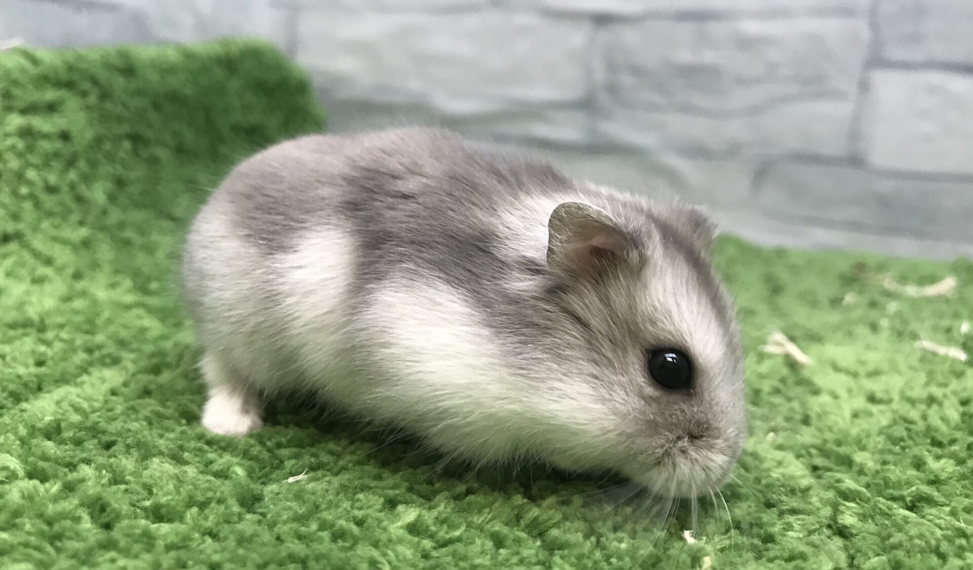 ブルーサファイアハムスターの魅力と寿命｜初心者が後悔しない飼育術