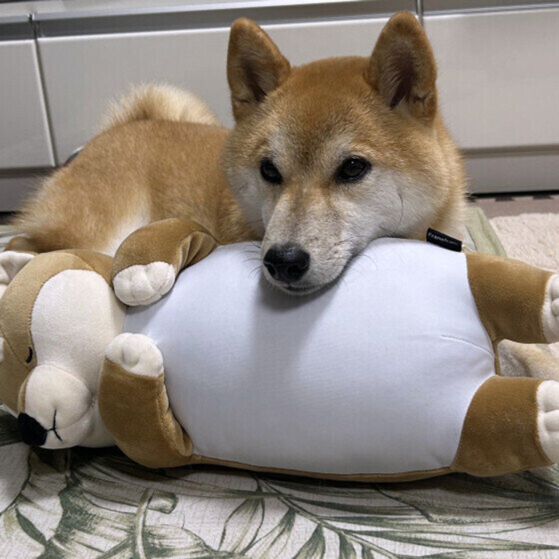 犬があごのせする理由と心理｜甘えや信頼のサインと病気Sosを見抜く