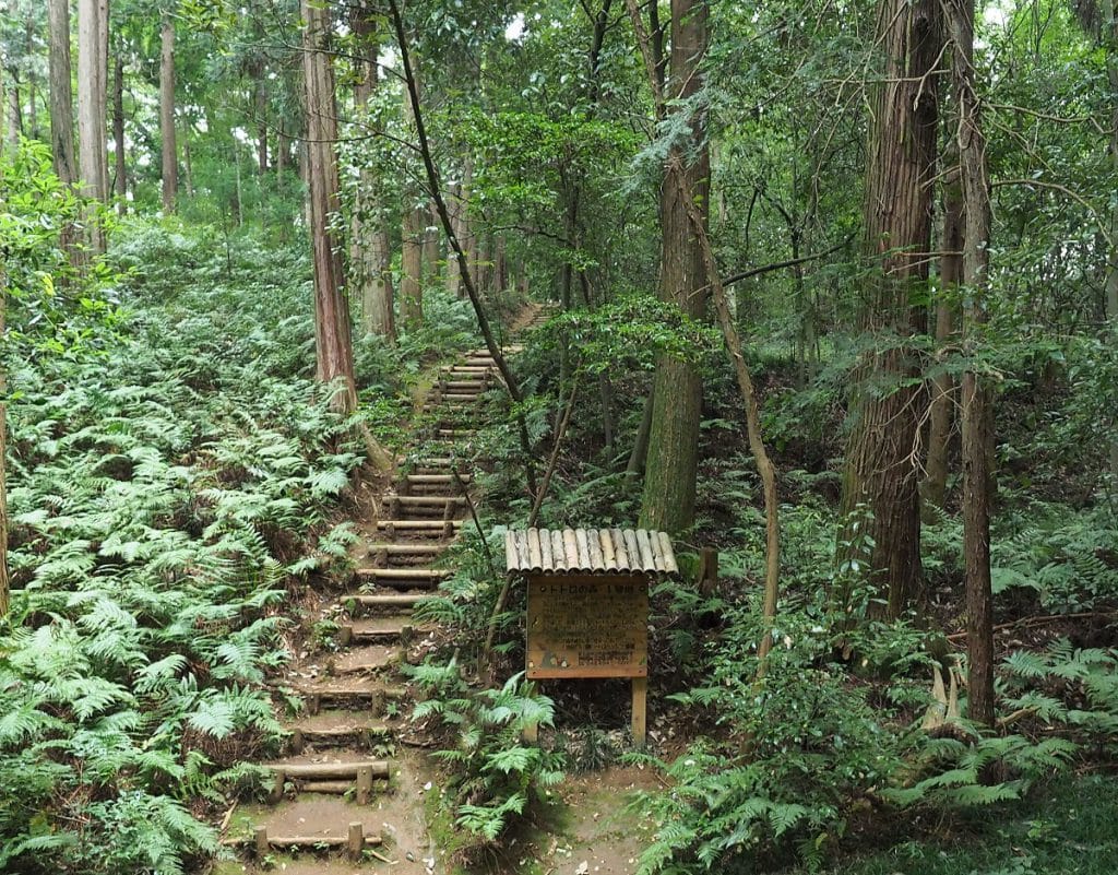 トトロの森の現在と噂の真相｜狭山丘陵の見どころ・回り方を徹底解説