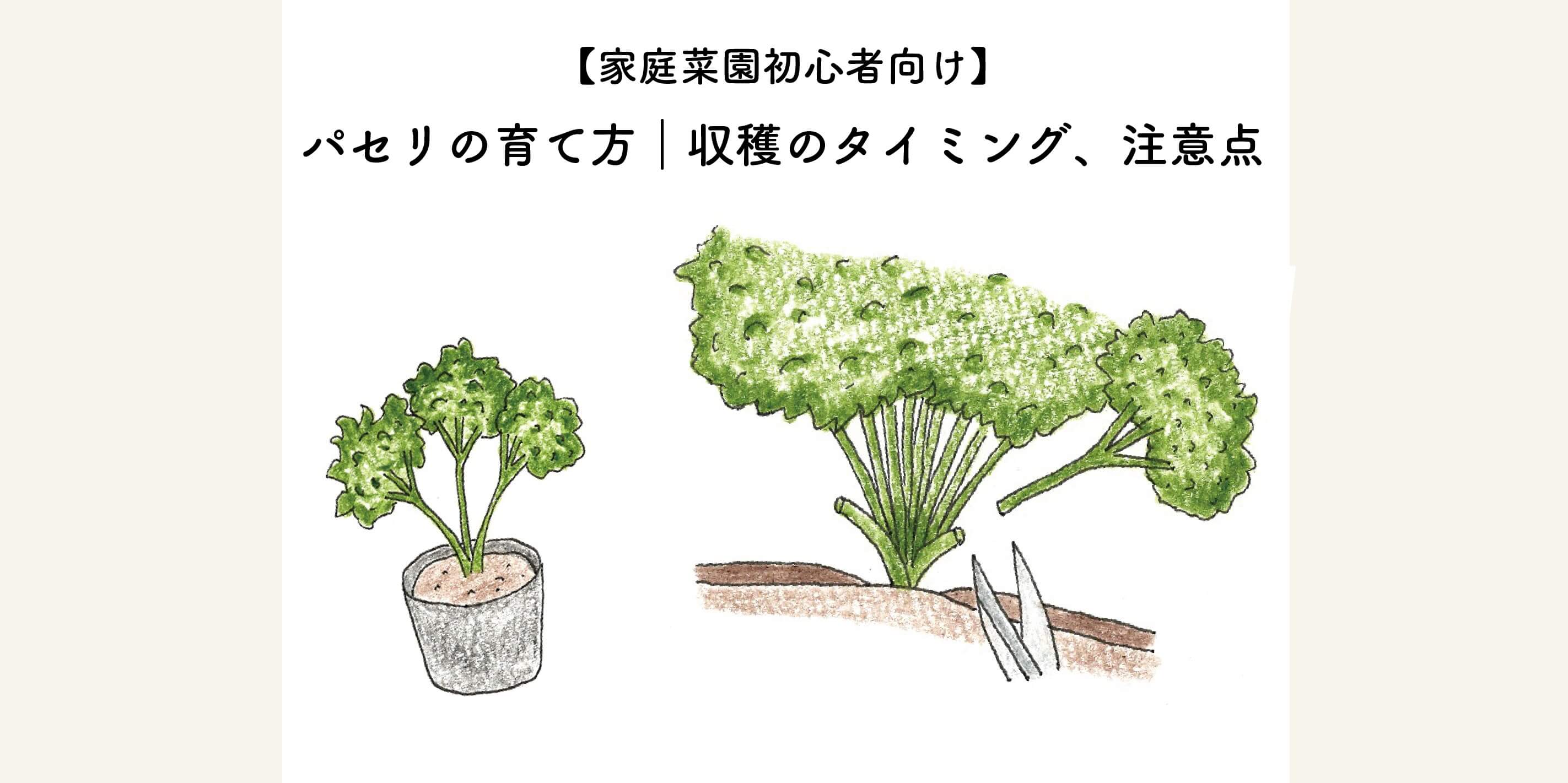 パセリの育て方決定版！枯れる・黄色い原因と収穫し続ける極意