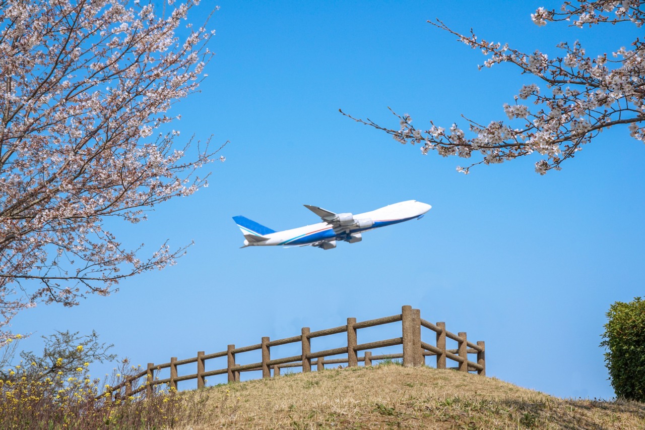 成田市さくらの山が熱狂を呼ぶ理由！飛行機と桜の絶景＆攻略法2026