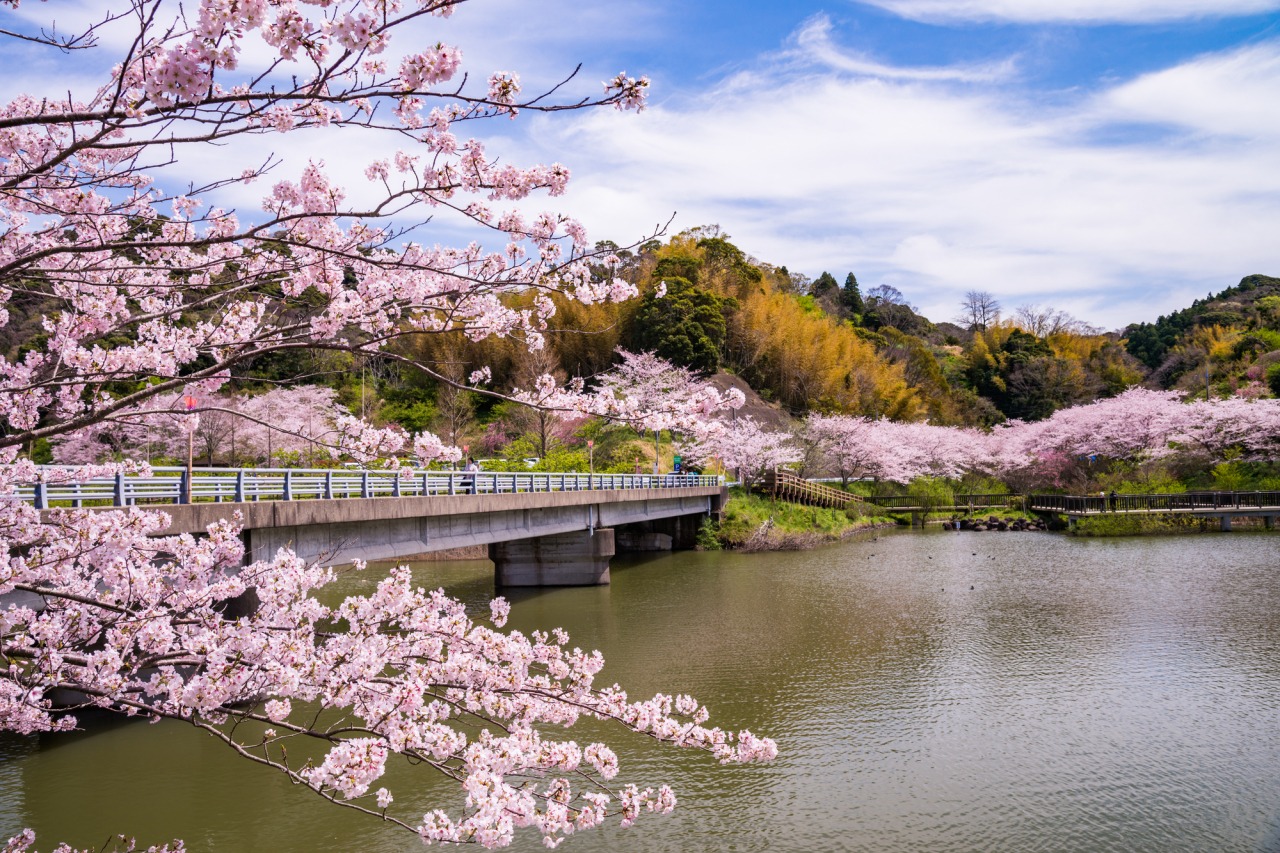 佐久間ダム湖親水公園の全貌｜頼朝桜の見頃から混雑回避まで完全網羅