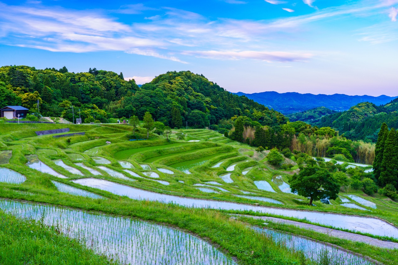 東京から最も近い絶景！大山千枚田の見頃と水鏡・混雑回避の全貌