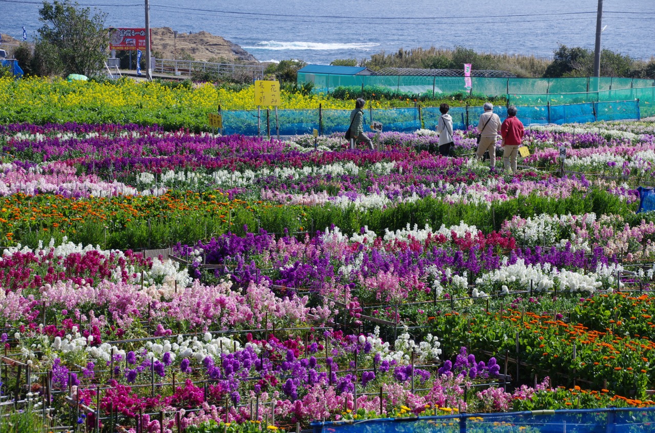 千倉の花畑完全攻略2026｜見頃時期・花摘み料金と混雑回避法
