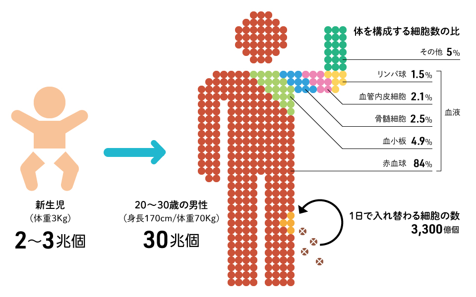 人体の細胞数は60兆個から37兆個へ！最新定説と驚きの真実