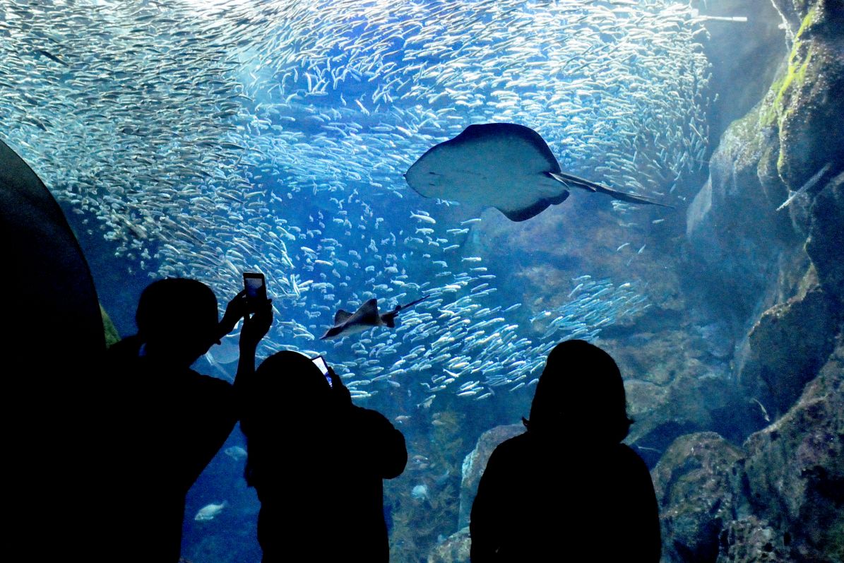 新潟の水族館おすすめ3選比較！マリンピアとうみがたりを徹底解剖