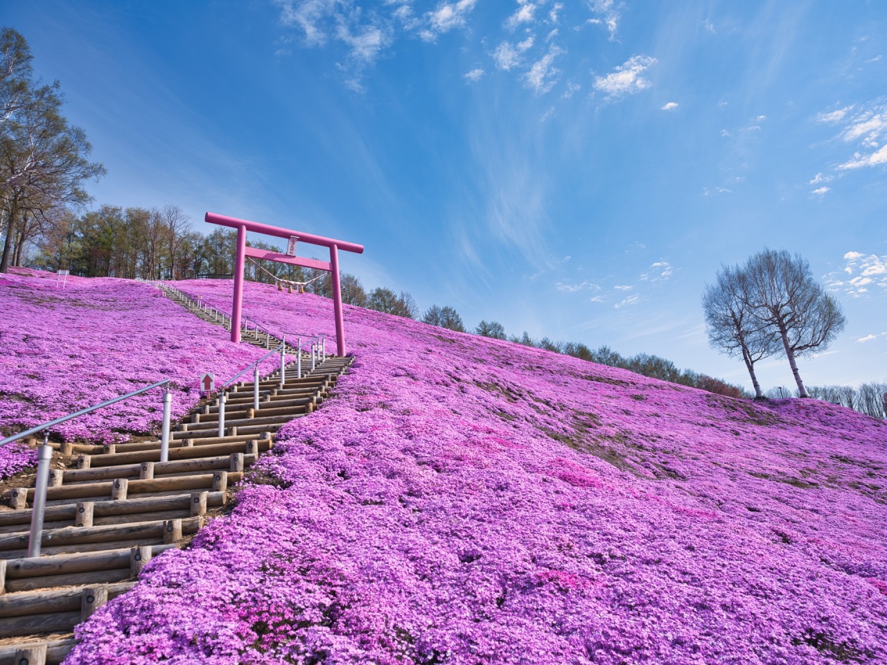ひがしもこと芝桜公園2026最新！見頃・開花状況と混雑攻略