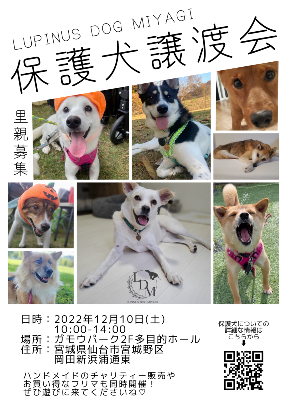 仙台の保護犬里親ガイド2026｜アニパル譲渡会や審査基準・費用の真相