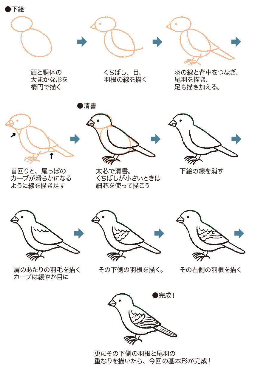 鳥のイラストを簡単に可愛く描くコツ！3ステップで失敗しない手書き術