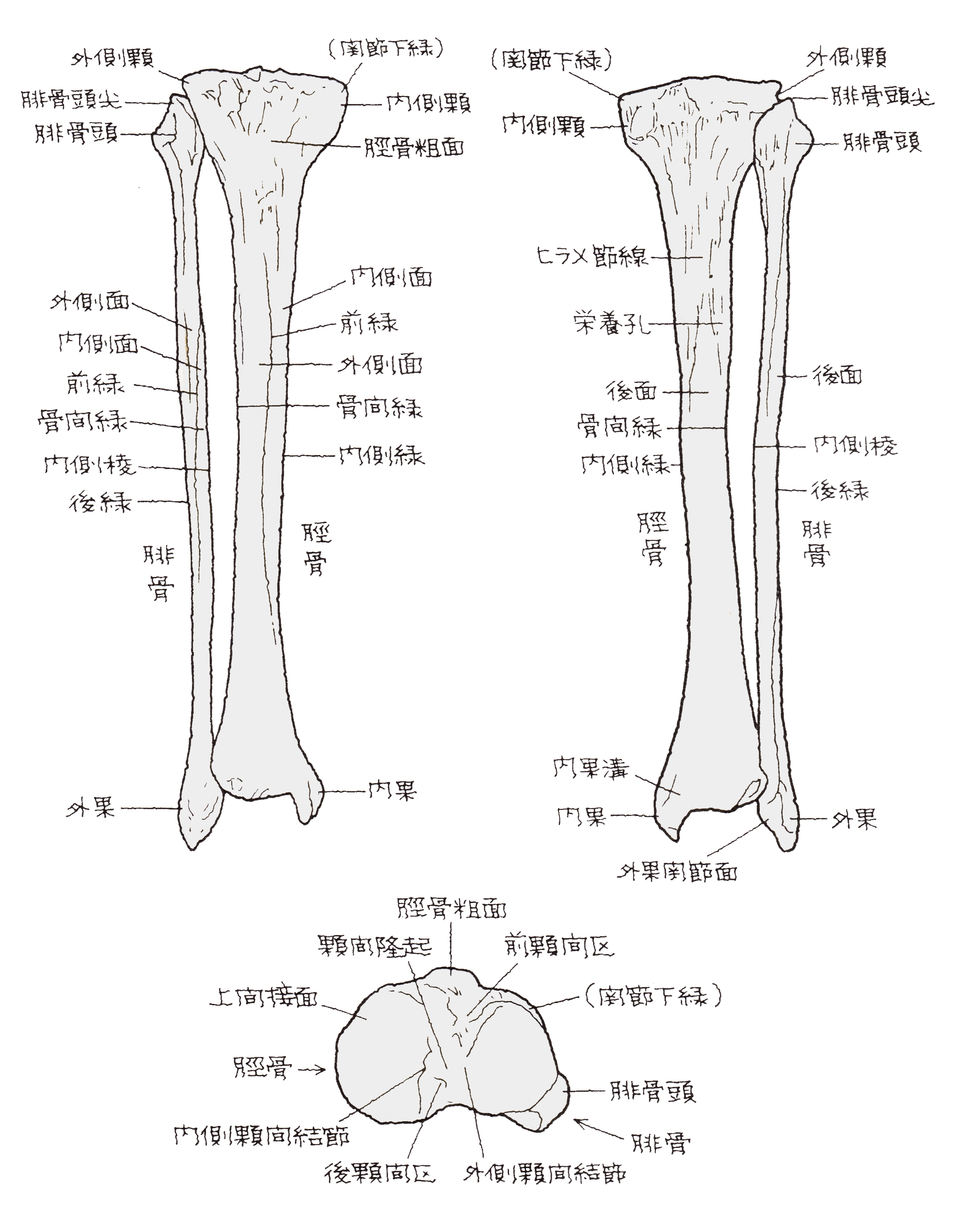 脛骨とは？腓骨との違いやすね内側の痛み原因・骨折治療を徹底解説