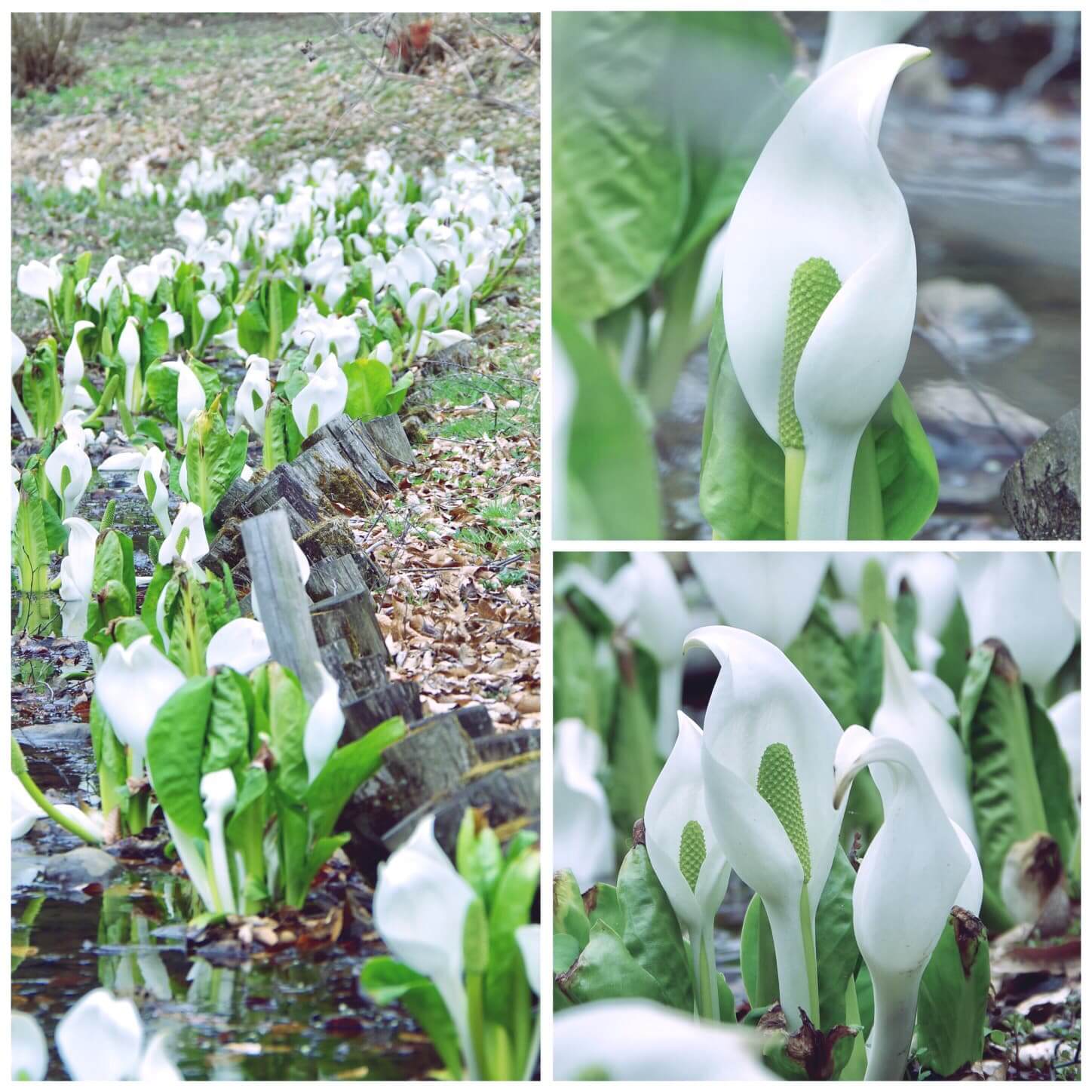 水芭蕉の花言葉に怖い意味の噂？美しい思い出の由来と2026最新見頃