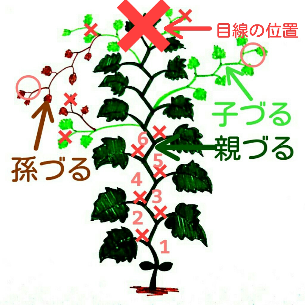 きゅうりの摘心で収穫量が激変！親づる子づるの整枝と失敗回避の極意