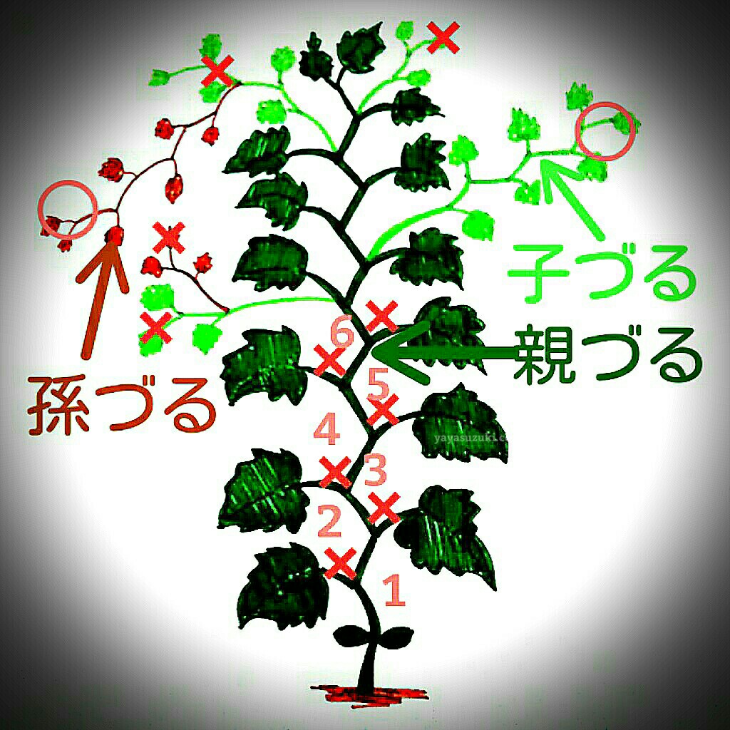 きゅうりの育て方｜収穫倍増を叶える摘芯の正解と親づる・子づる整枝の極意