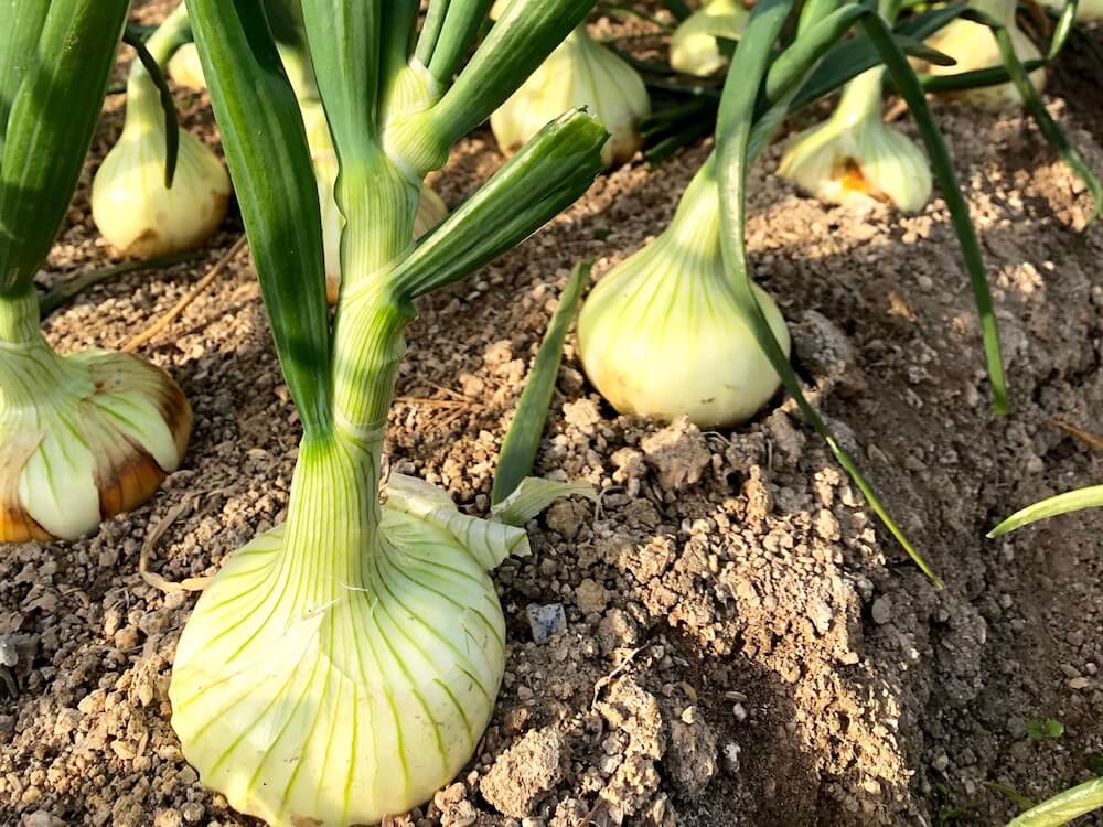 玉ねぎの薄切りで食感が激変！プロ直伝の切り方と涙ゼロの裏ワザ