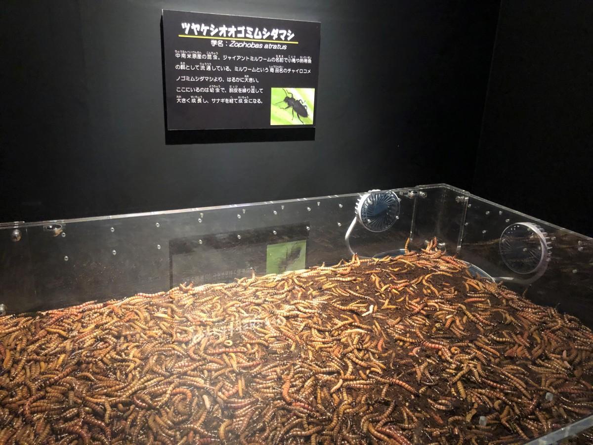 キモい生き物展2026の真相！なぜ人気？閲覧注意のリアルと攻略法徹底解剖