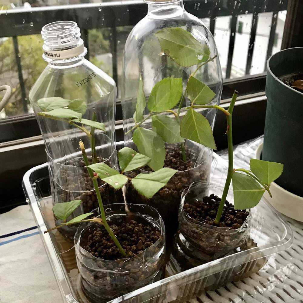 薔薇の挿し木はペットボトルで激変！劇的発根の秘訣と失敗ゼロの全技術