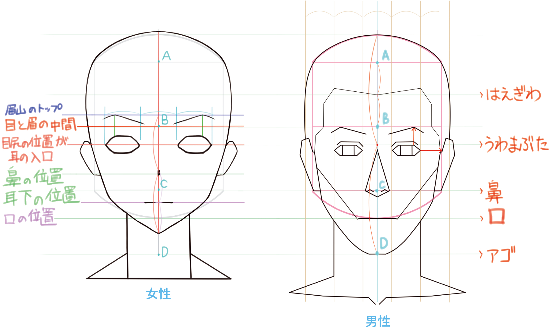 顔のシミを消す方法にニベア青缶は効く？皮膚科学が暴く嘘と美白の真相