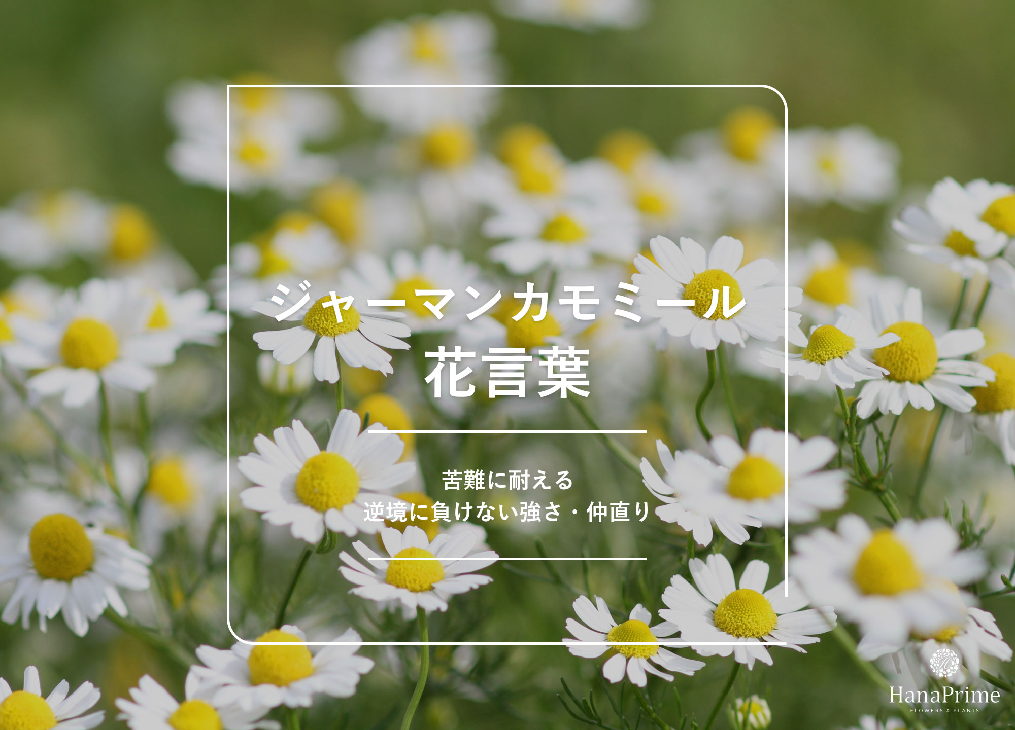 カモミールの花言葉に怖い意味は？「逆境に耐える」由来と種類別の真相