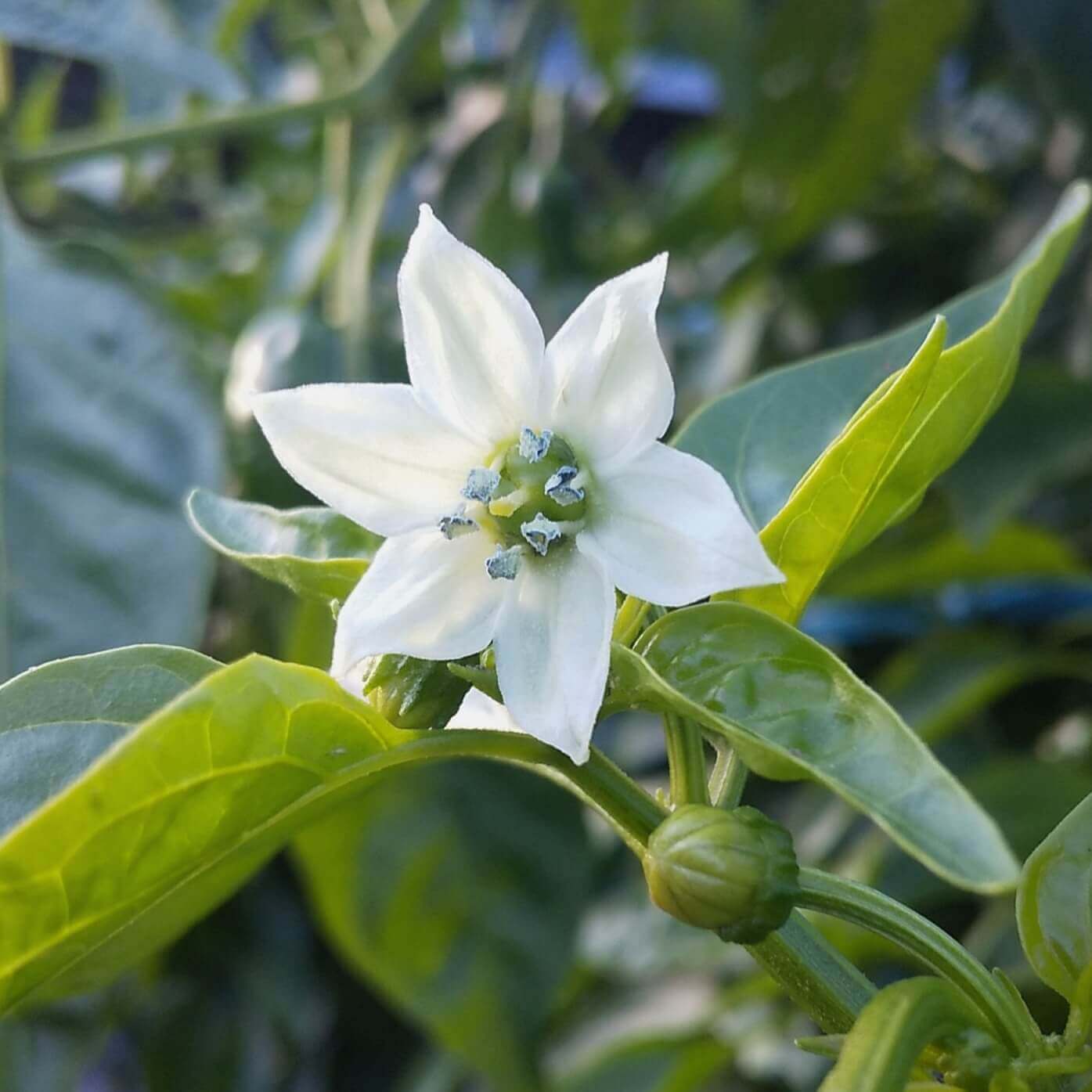 ピーマンの花で栄養状態を見抜く！落花原因と収穫量倍増の秘訣