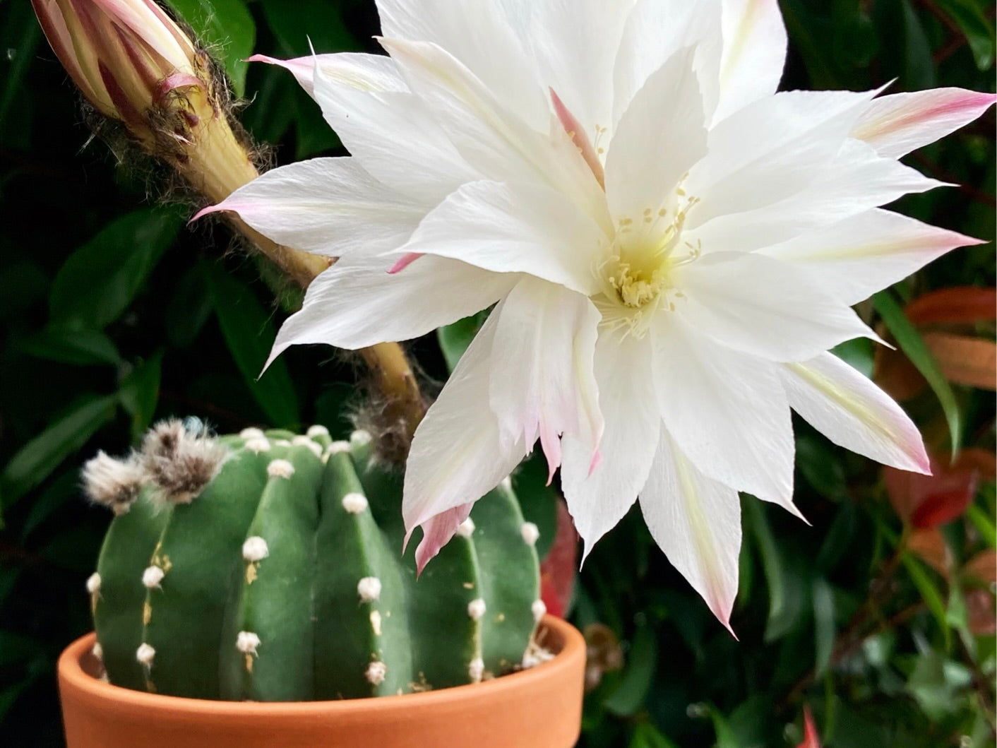 サボテンの珍しい花が咲く理由とは？開花の前兆と奇跡の瞬間を徹底解剖